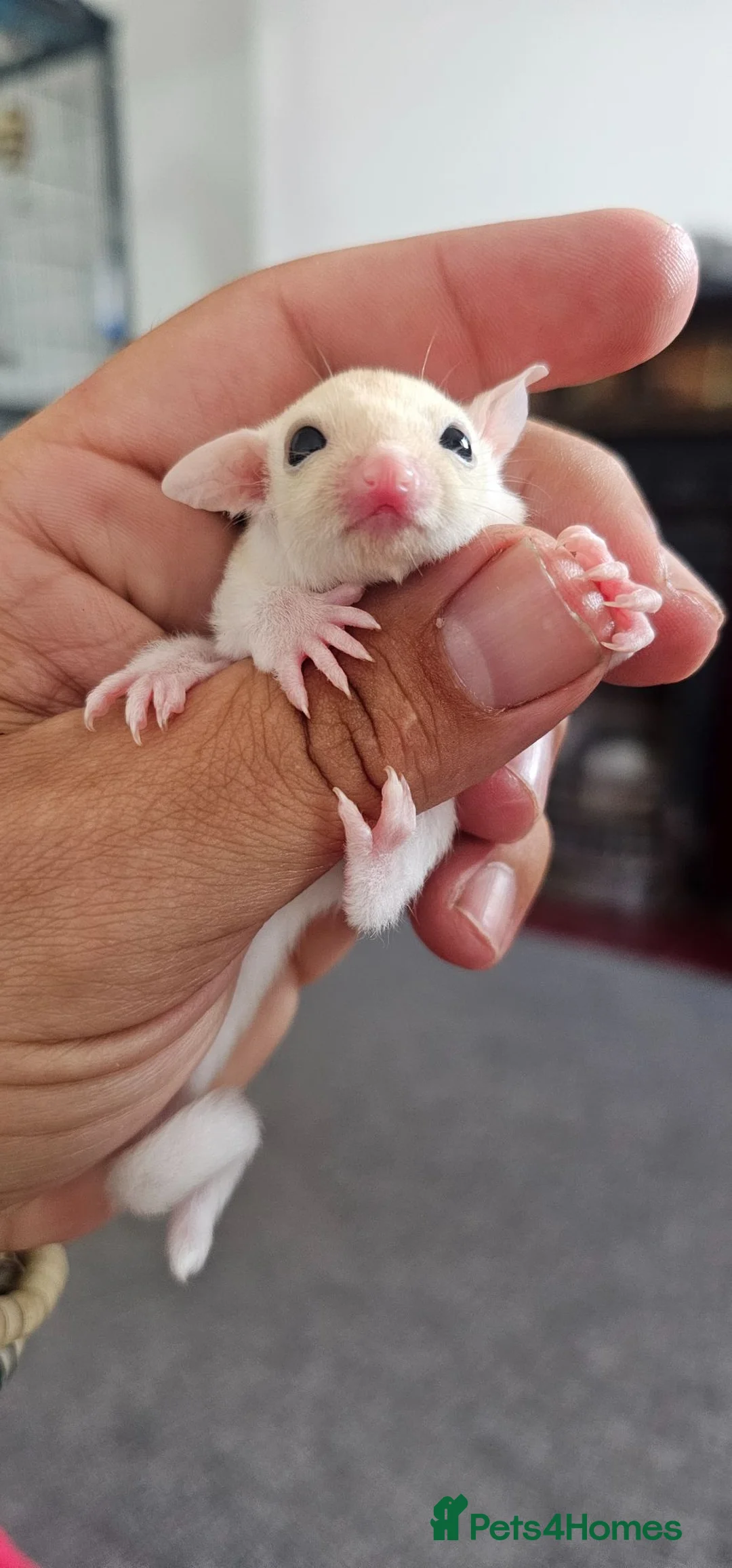Sugar Glider rodents for sale: Rare Leucistic White & Grey Sugar Glider Joeys 🦘✨ - Advert 2