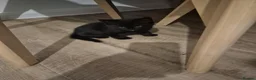 Mixed Breed cats for sale: Three little kittens looking for home in Bury Saint Edmunds - Advert 4