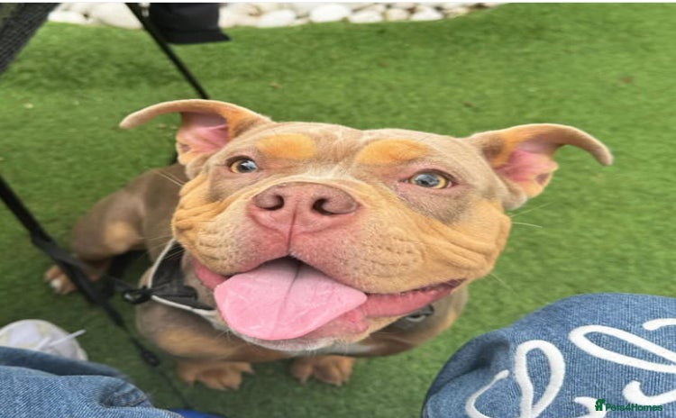 American Bully dogs - Advert 1