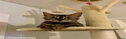 Bengal cats for sale: 🔥🏆Luxury Bengal Boys Ready🏆🔥 in Birmingham - Advert 2