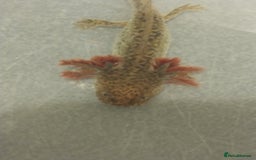 Axolotl reptiles for sale: Baby Wild types last 3 left/plus quail bird - Image 3