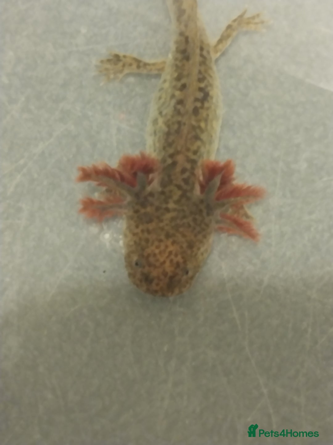 Axolotl reptiles for sale: Baby Wild types last 3 left/plus quail bird - Image 3