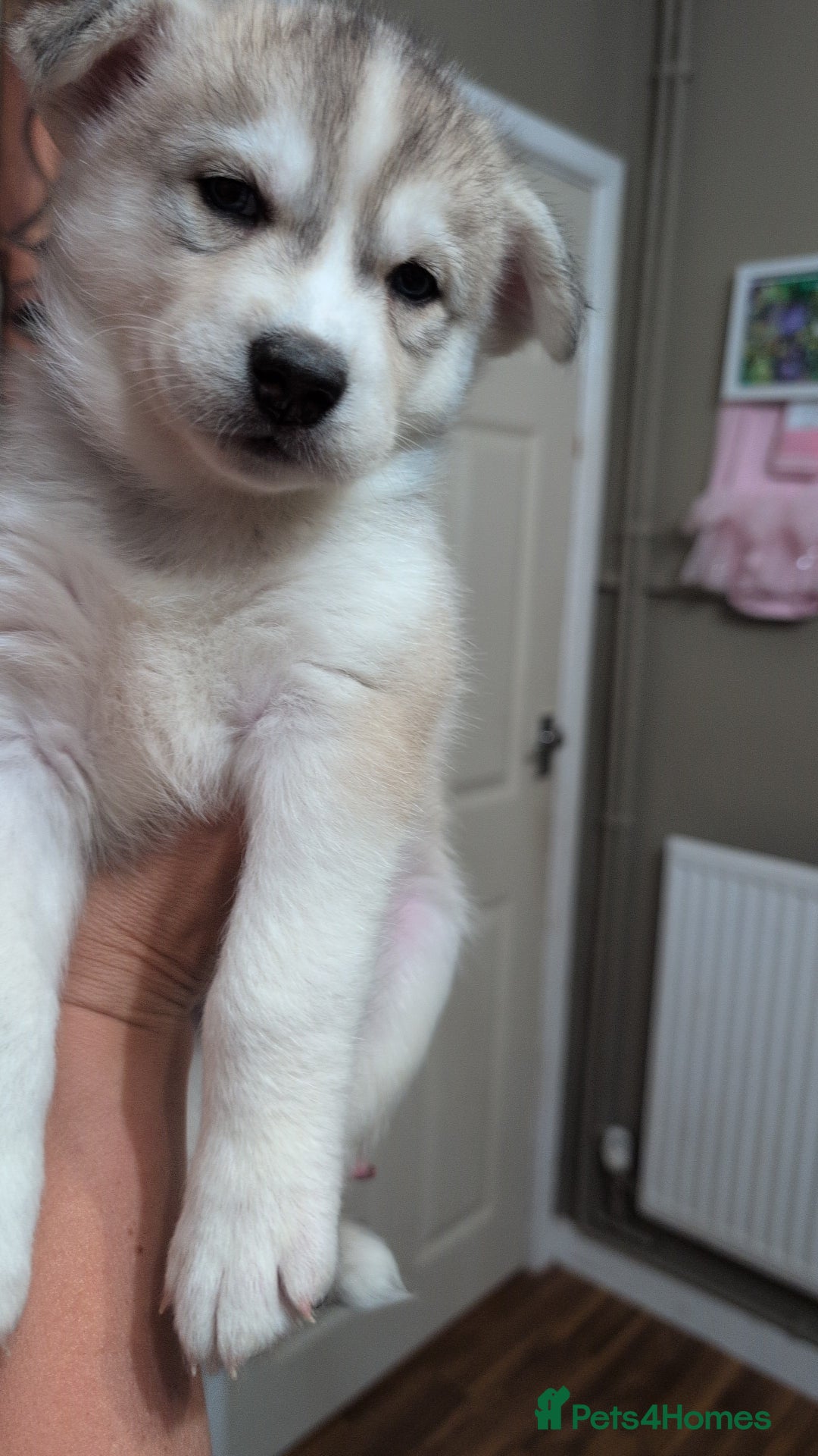 Siberian Husky dogs for sale: Stunning Siberian husky puppies - Image 1