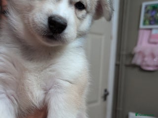 Siberian Husky dogs - Advert 2