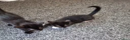 Mixed Breed cats for adoption: LEVI AND LOUISE - Advert 2