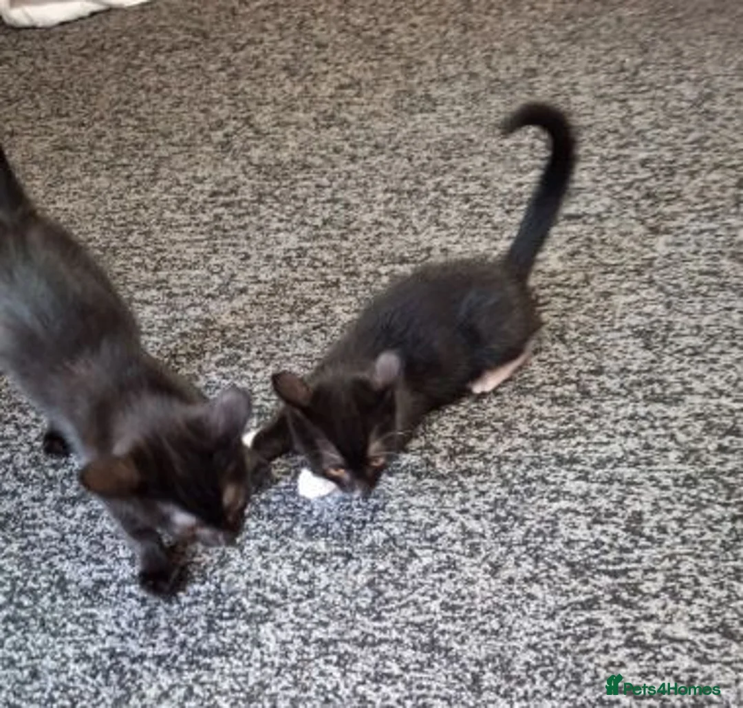 Mixed Breed cats for adoption: LEVI AND LOUISE - Advert 2