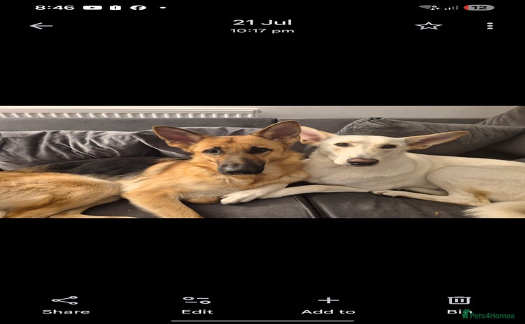 Mixed Breed dogs - Advert 3