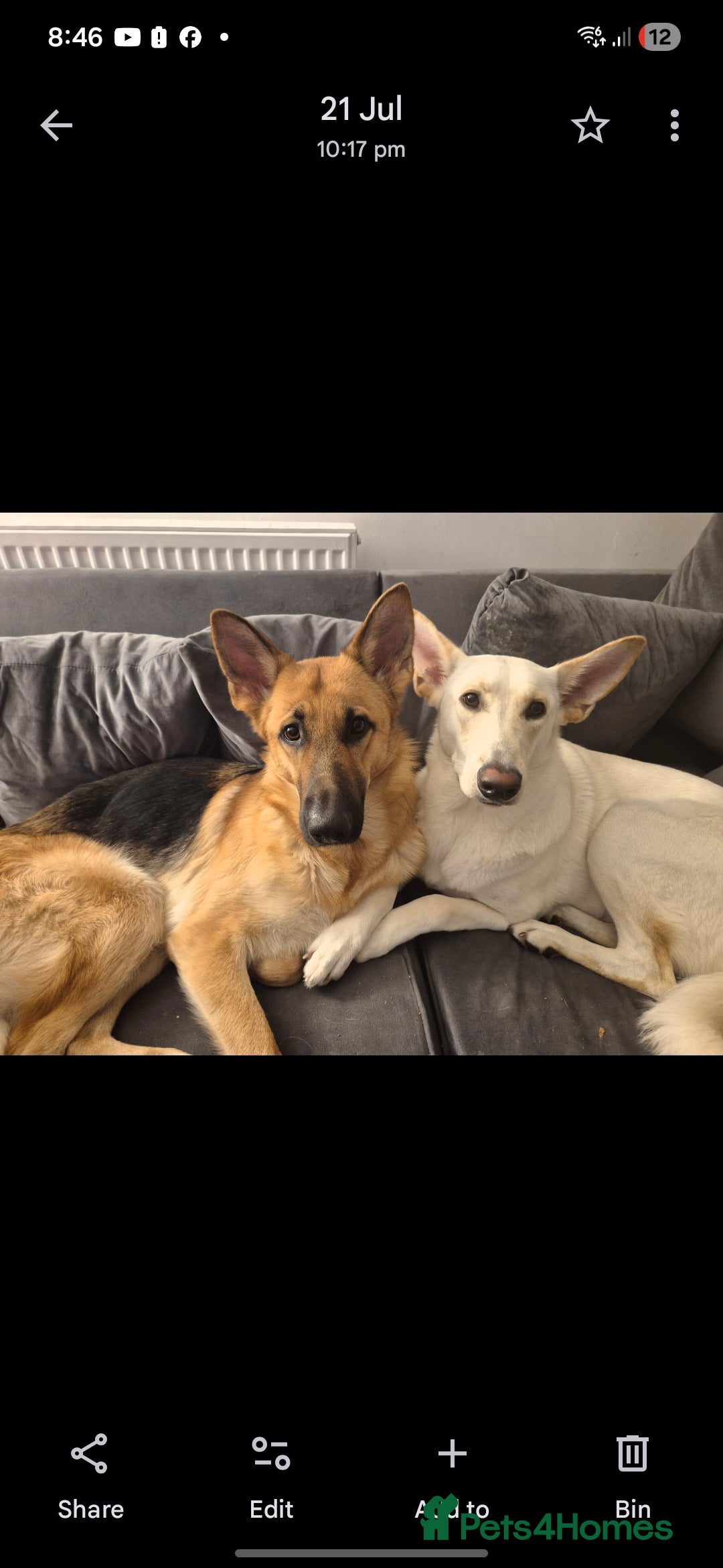 Mixed Breed dogs for sale: Shepinois puppies  - Advert 12