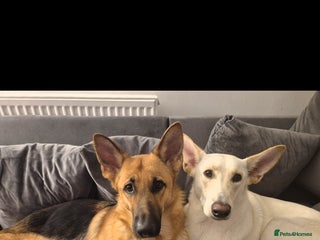 Mixed Breed dogs - Advert 1