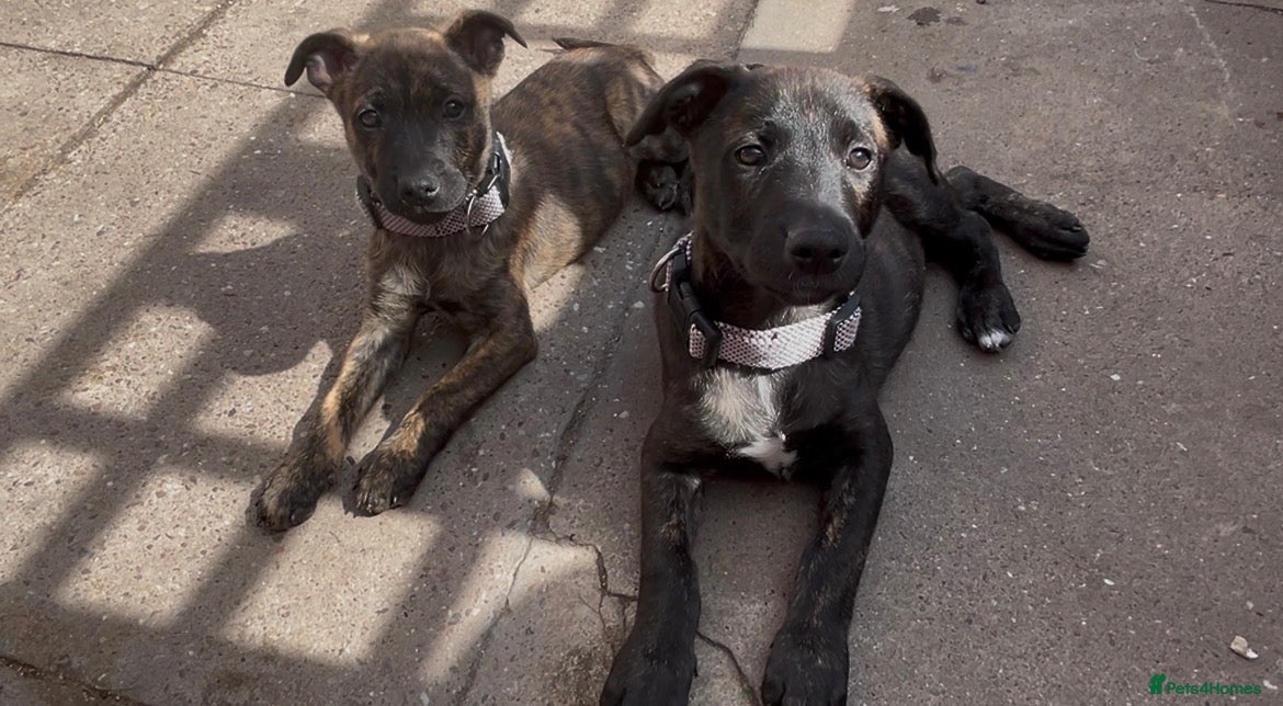Mixed Breed dogs 3 girls left  - Advert 2