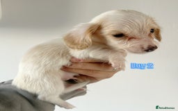 Miniature Dachshund dogs for sale: Longhaired piebald miniature dachshund pups  - Image 5