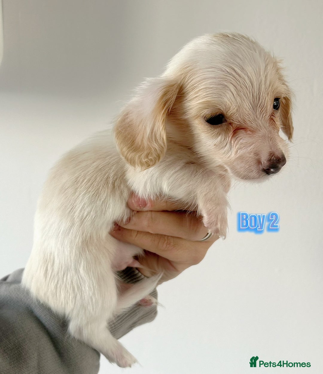 Miniature Dachshund dogs for sale: Longhaired piebald miniature dachshund pups  - Image 5