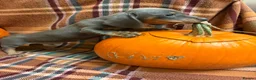 Miniature Dachshund dogs for sale: Dachshund Puppies - Advert 9
