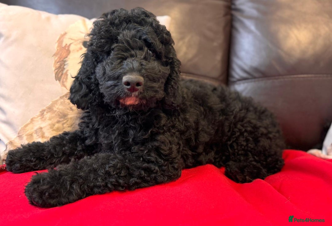 Cockapoo dogs for sale: Fabulous F1b cockapoos  - Image 1