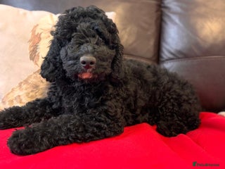 Cockapoo dogs Fabulous F1b cockapoos - Advert 1