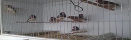 Finches birds for sale: Australian zebra finch - Advert 4