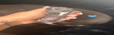 Chihuahua 3