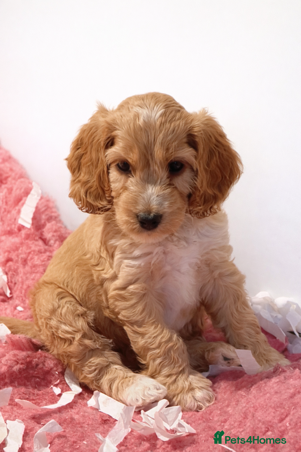 Mixed Breed dogs Stunning Cockapoo / Doodle  Puppies - Advert 5