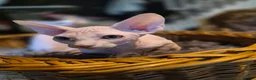 Sphynx cats for sale: Sphyx kittens for sale both £750 - Advert 4