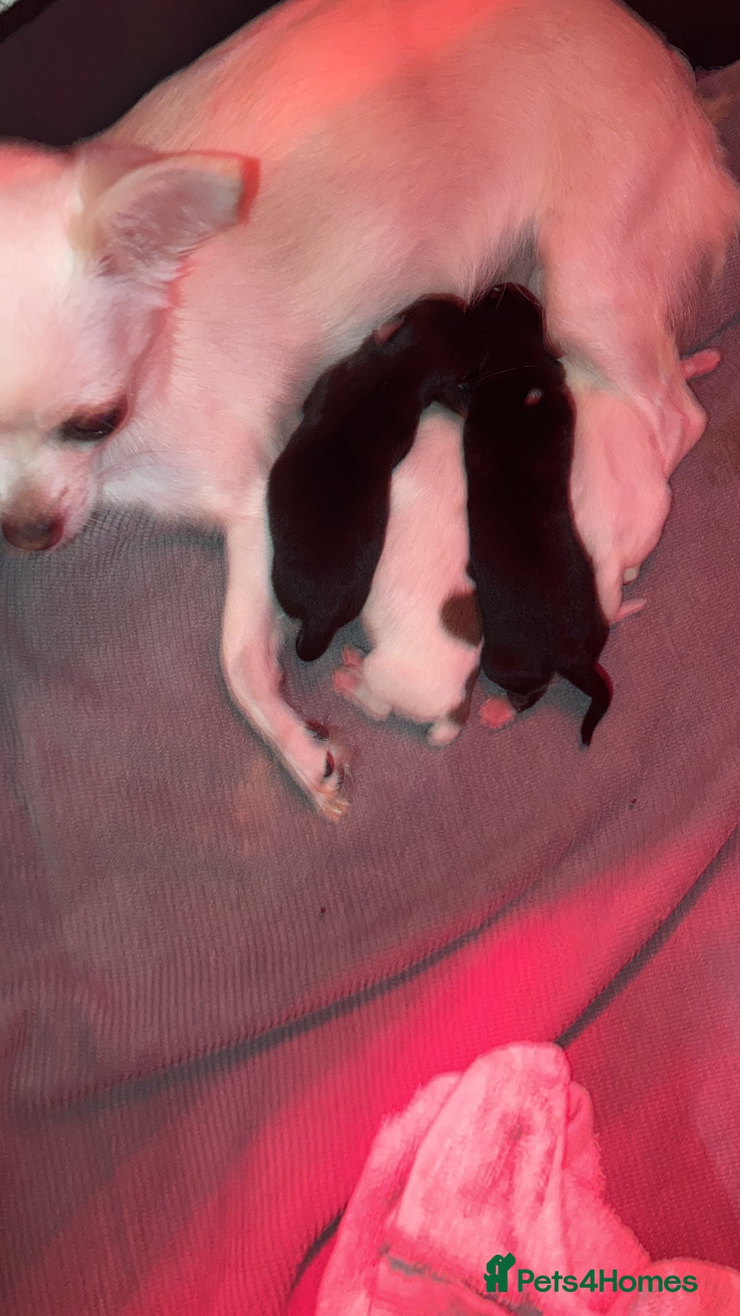 Chihuahua dogs for sale: Chiuhuah puppies  - Advert 4