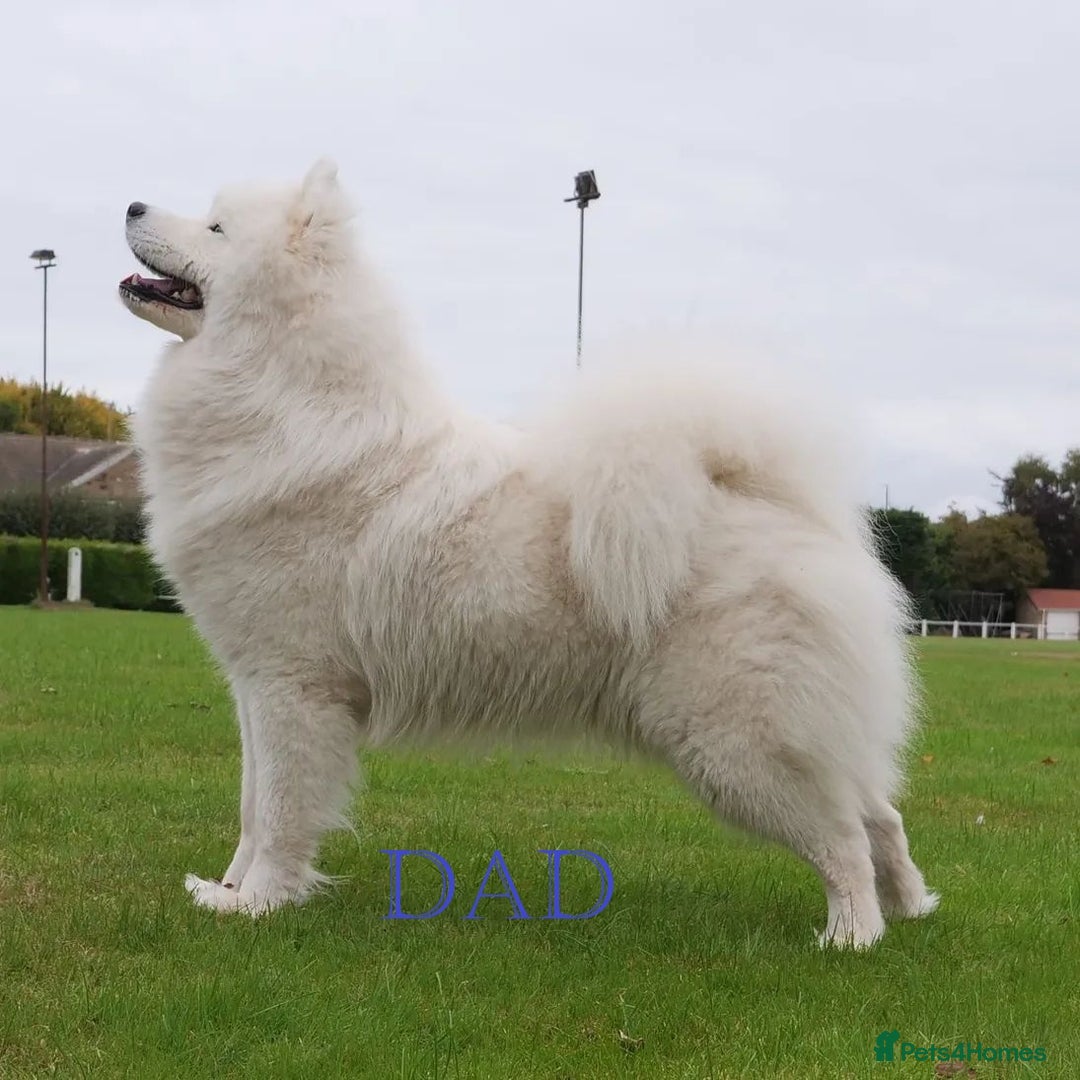 Samoyed dogs for sale: 🌟 Exceptional KC bear-faced Samoyed pups 🌟 - Advert 3