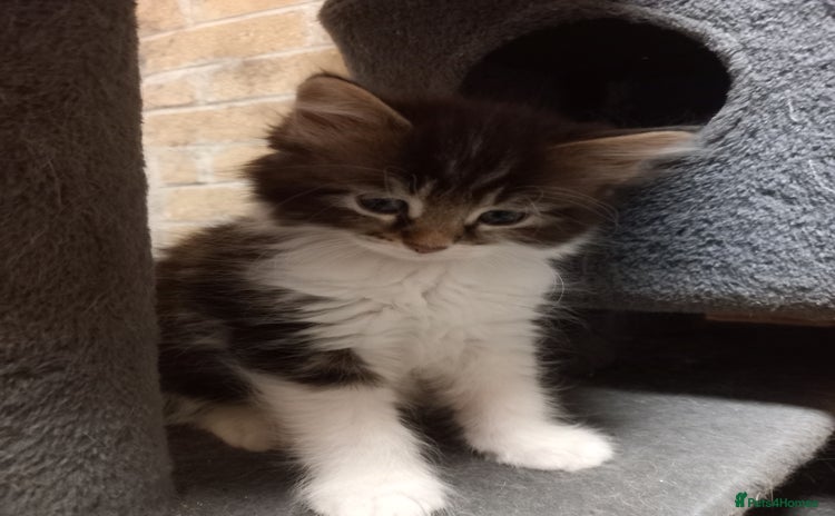 Maine Coon cats - Advert 2