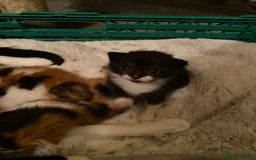 Domestic Shorthair cats for sale: Beautiful tuxedo boy - Image 13