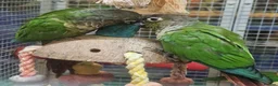 Parrots birds for sale: Birds/Parakeets/Parrots/Amazons  - Advert 24