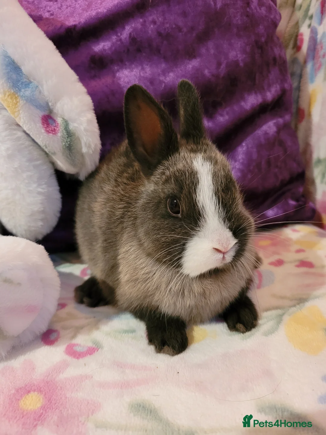 Netherland Dwarf rabbits for sale: Pure Bred Netherland Dwarfs - Advert 1