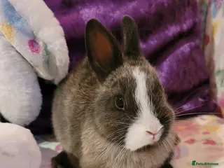 Netherland Dwarf rabbits Pure Bred Netherland Dwarfs - Advert 8