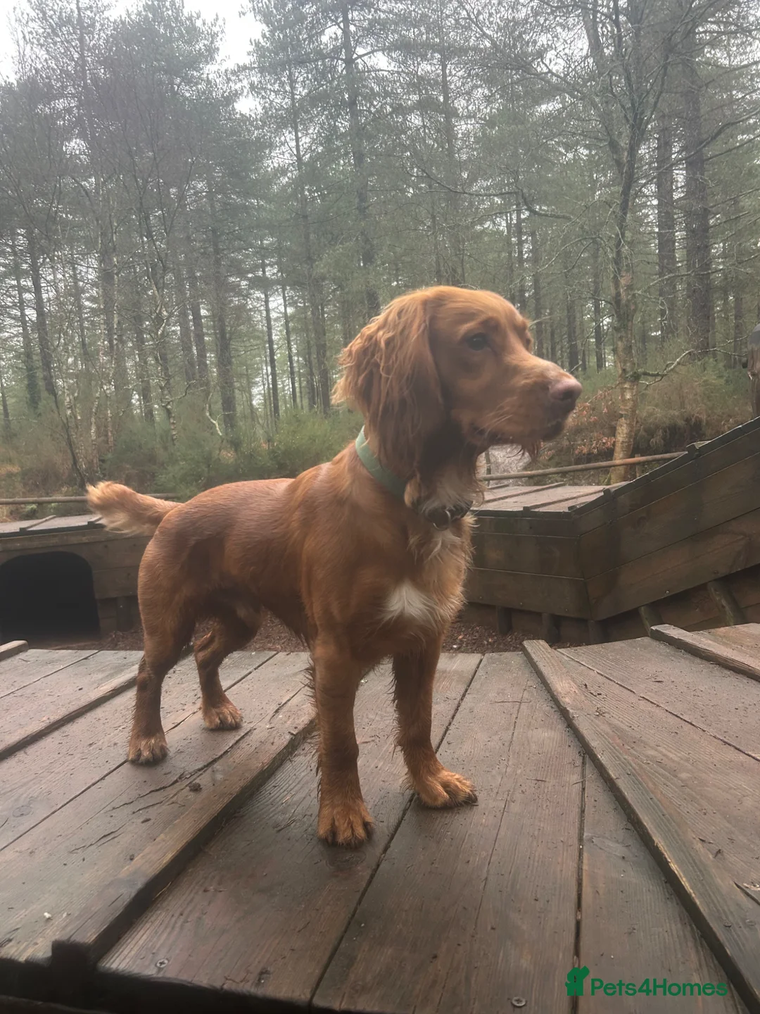 Cocker Spaniel dogs for stud: KC Beautiful red working cocker stud  - Advert 1