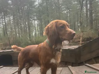 Cocker Spaniel dogs KC Beautiful red working cocker stud - Advert 1