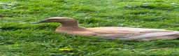Ducks poultry for sale: 4 Female ducks for sale  - Advert 4