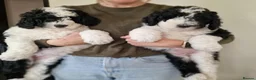 Sheepadoodle dogs for sale: Beautiful F1 Sheepadoodles  - Advert 10
