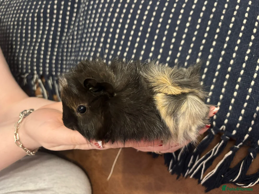 Guinea Pig rodents for sale: Stunning pair of baby boys  - Advert 6