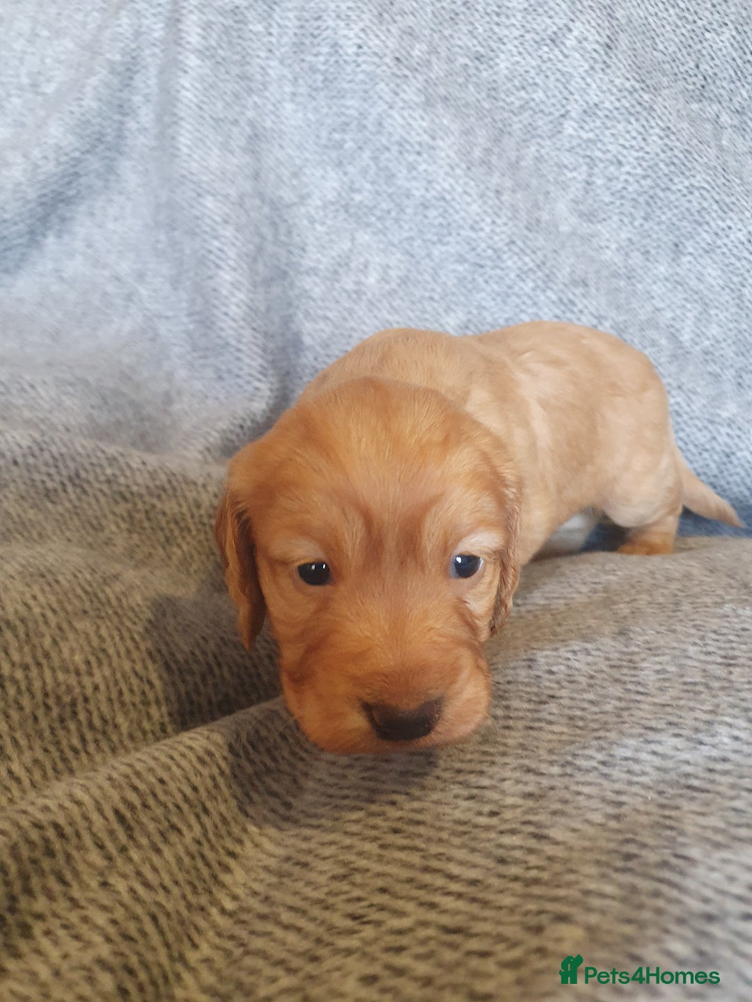 Cocker Spaniel dogs for sale: KC Registered Working Cocker Spaniel  - Advert 9