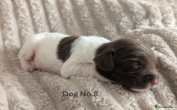 English Springer Spaniel dogs for sale: Springer Spaniel Puppies For Sale! - Image 10