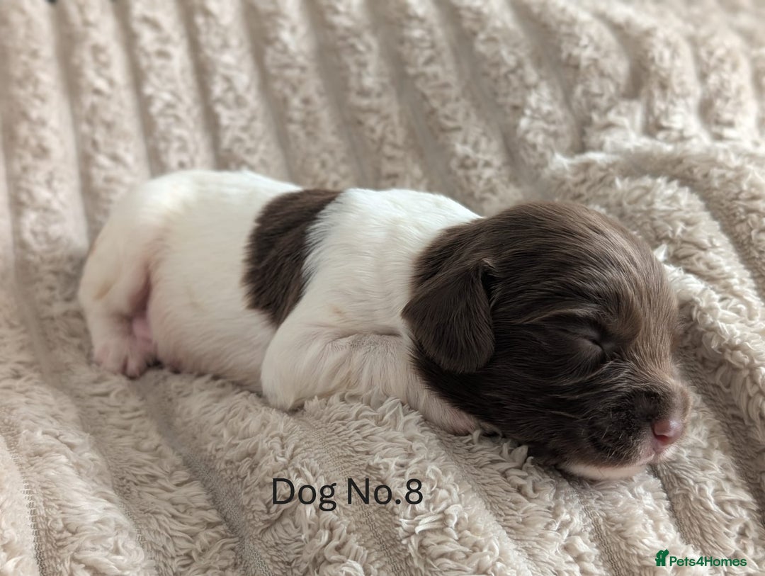 English Springer Spaniel dogs for sale: Springer Spaniel Puppies For Sale! - Image 10