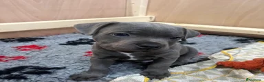 Staffordshire Bull Terrier Puppy 1