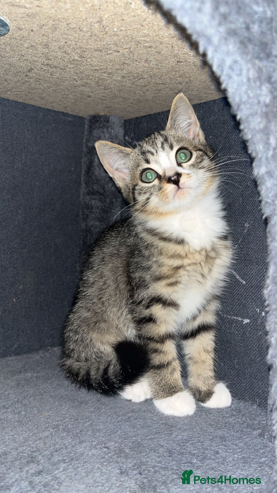 Mixed Breed cats for sale: Kittens for sale  - Image 5