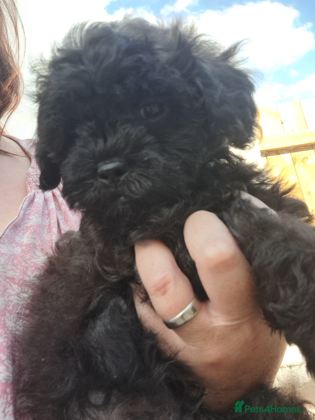 Shihpoo dogs for sale: Shihpoo Shih Tzu x Poodle (Shoodle) Puppies - Image 1