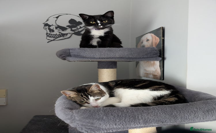 Mixed Breed cats - Advert 18