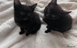 Mixed Breed cats for sale: Sweet kittens  - Image 11