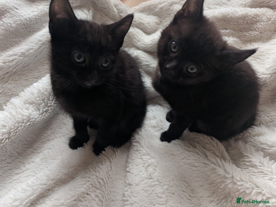 Mixed Breed cats for sale: Sweet kittens  - Image 11