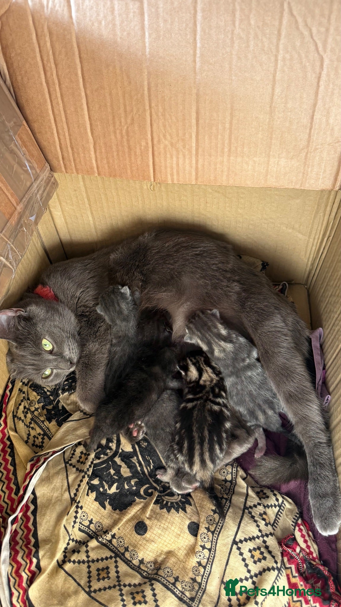 Mixed Breed cats British short hair kittens for SALE - Advert 1