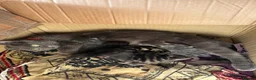 Mixed Breed cats for sale: British short hair kittens for SALE - Advert 1