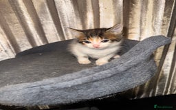 Mixed Breed cats for sale: Tigers angel - Image 8