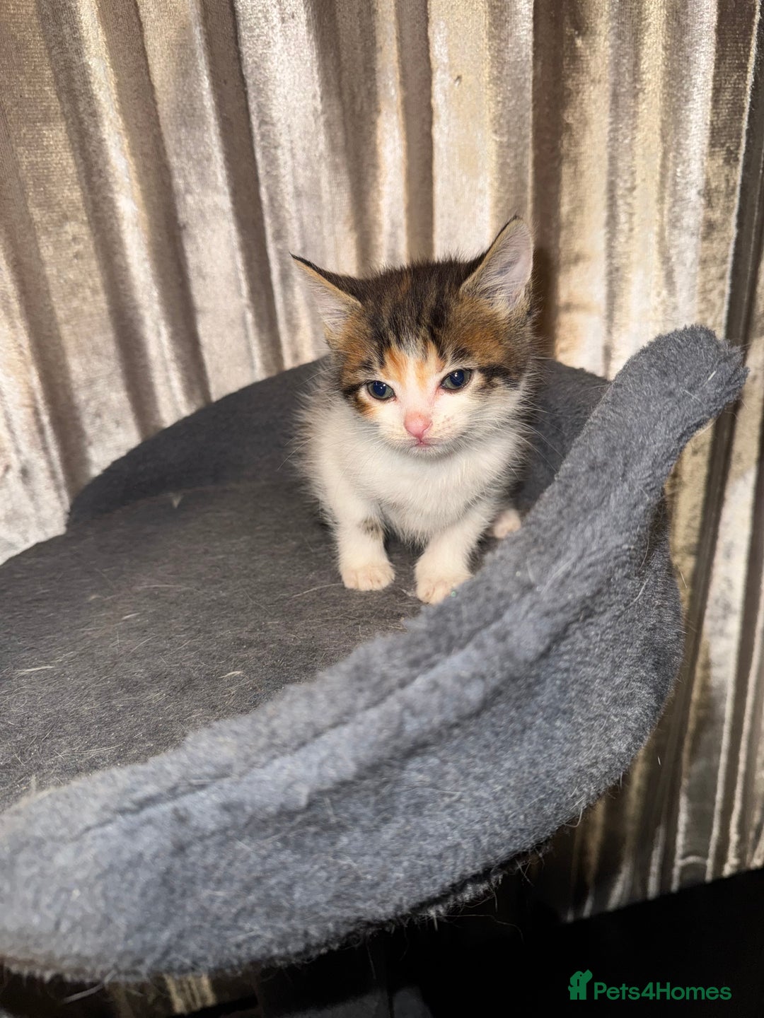 Mixed Breed cats for sale: Tigers angel - Image 8