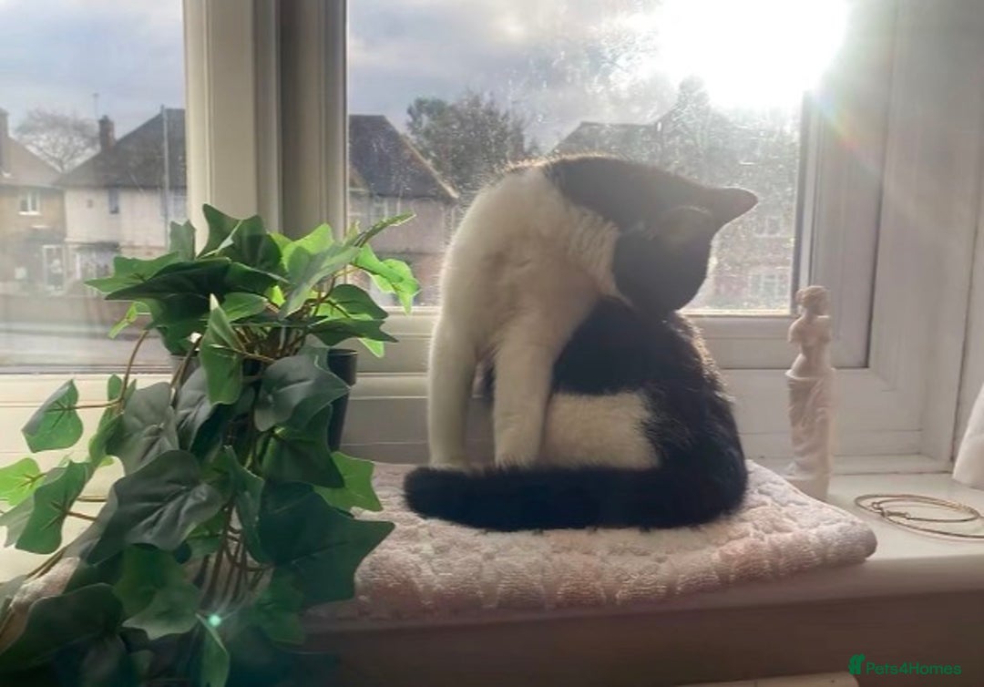 Exotic cats for sale: black and white kitten - Advert 2