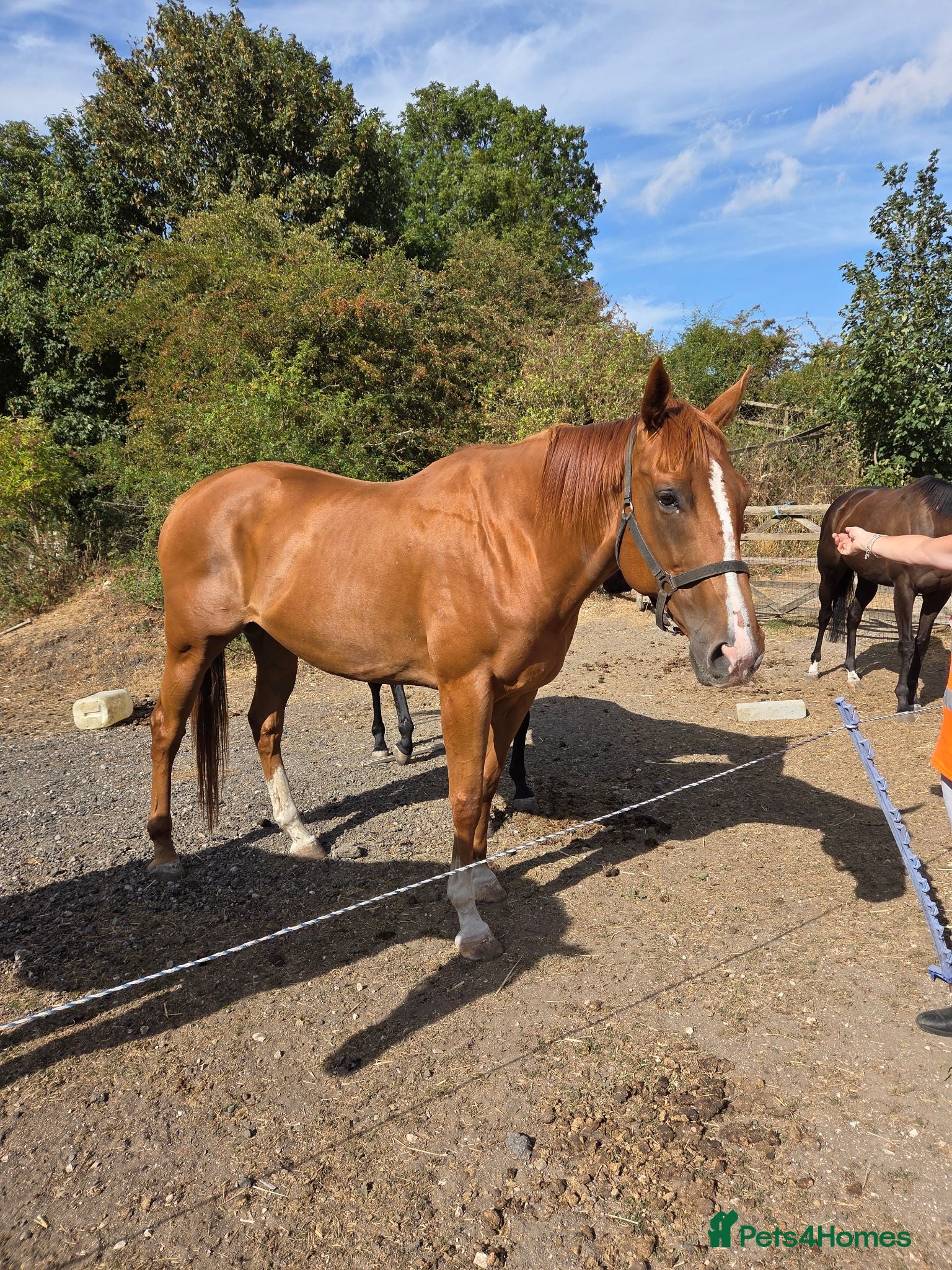 English Thoroughbred horses Stunning Chestnut mare 17hh - Advert 1